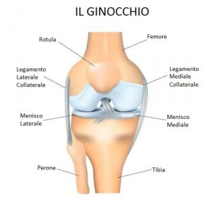 Il ginocchio - anatomia