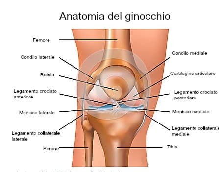 anatomia ginocchio fisioterapia roma boccea